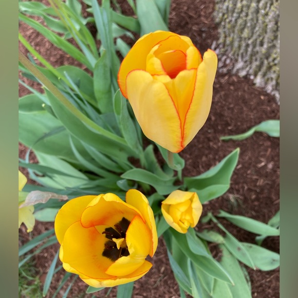 Meet your Posher, Elizabeth - Picture 1 of 1